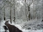 snow_norsey_woods_470_470x352