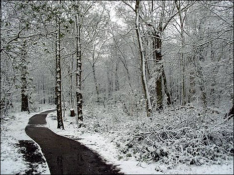 snow_norsey_woods_470_470x352